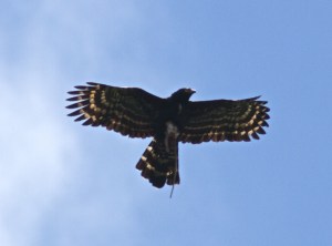 THe Black Hawk's Black Hawk :-) 